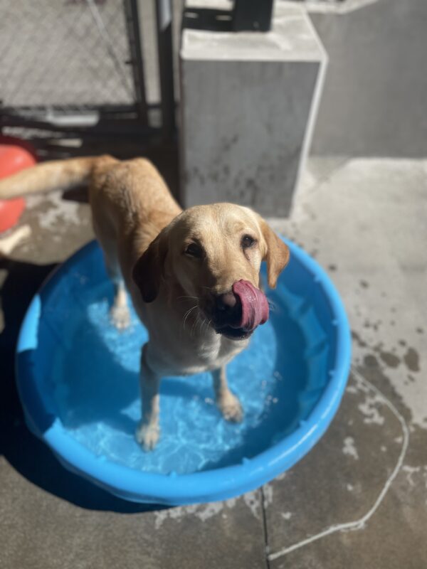 Fajita, a yellow short-coated cross, stands in a blue kiddie pool. She is looking at the camera, her tail is mid-wag, and her tongue is out licking around her nose.