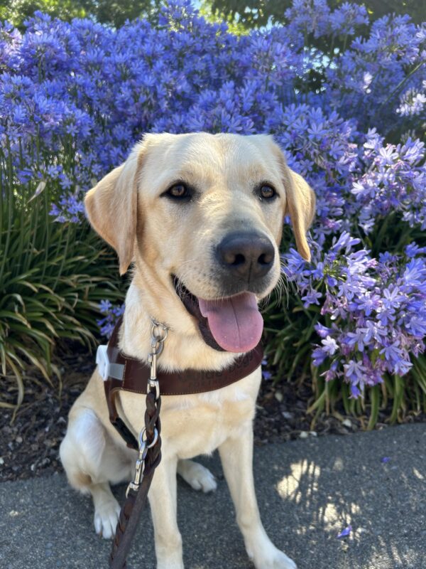 Fandango sitting in harness looking towards the camera with his tongue out. Beautiful blue flowers are behind him.