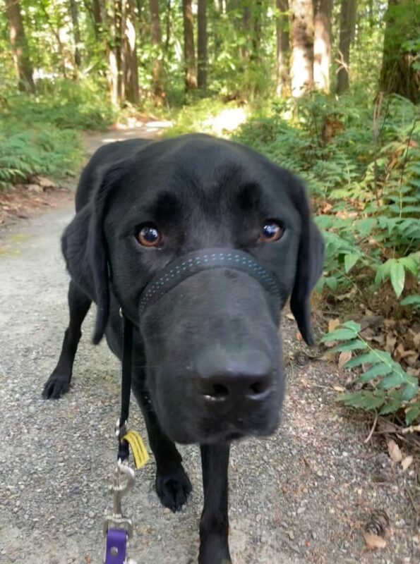Felipe is walking along the Oregon Trail on the OR campus. His is wearing his gentle-leader and is looking very close into the camera so that his nose is almost touching it.
