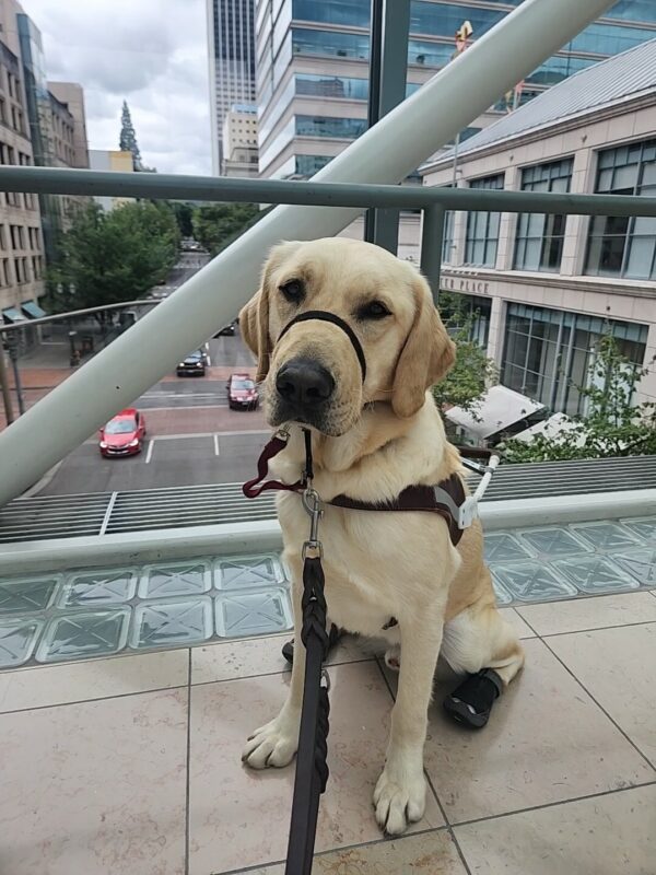 Felton sits, in harness and gentle leader on a glass breeze-way in downtown Portland. Behind him, you can see cars and the surrounding city.