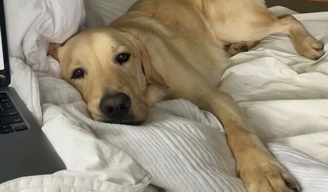 <p>Yellow labrador - golden retriever crossbreed Folklore is lying comfortably on top of a white blanket. While the corner of a laptop is in the frame, Folklore's face is pure relaxation, no work! </p>