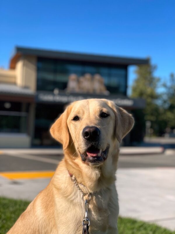 <p>Yellow labrador - golden retriever crossbreed Folklore sits on green grass on a sunny day across from the GDB Puppy Center. Folklore has an open-mouthed, happy expression. </p>