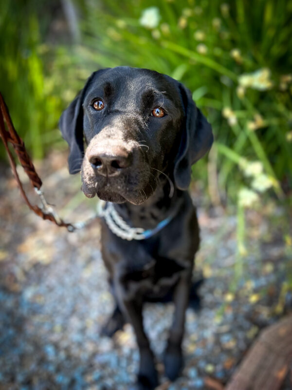 Black Lab, Francia sits on a shady gravel patch in front of bright green plants.