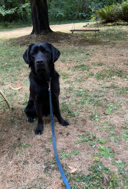 Rafa takes a break from playing in a backyard. He is sitting facing the camera while wearing a long blue leash. In the background is a large tree with a swing.