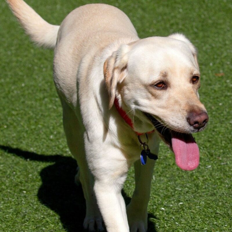 Yellow Lab Gadget walks across the green grass with a bright pink tongue and brown eyes.