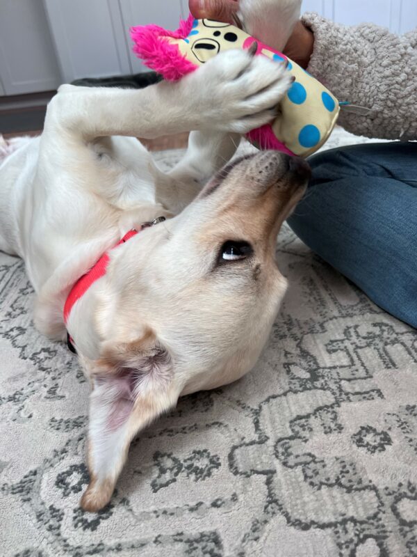 Gadget lies on her back holding a spotted pink and yellow toy in her paws with her trainer beside her.