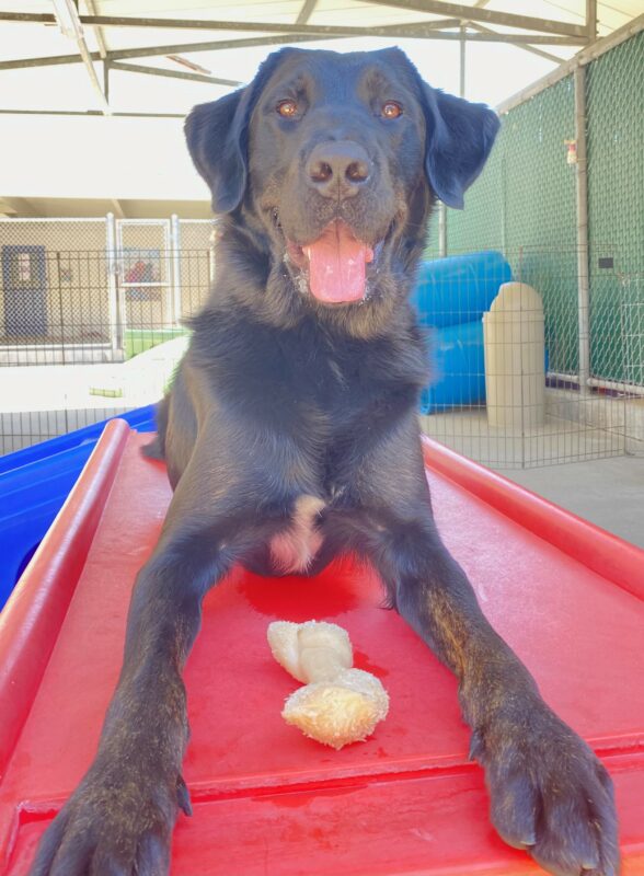 Grenache a Black Labrador Retriever laying on a red play structure with his Nylabone smiling at the camera.