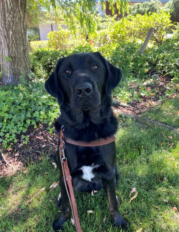 Grenache a Black Labrador Retriever sitting in his harness in front of a tree looking straight into the camera.