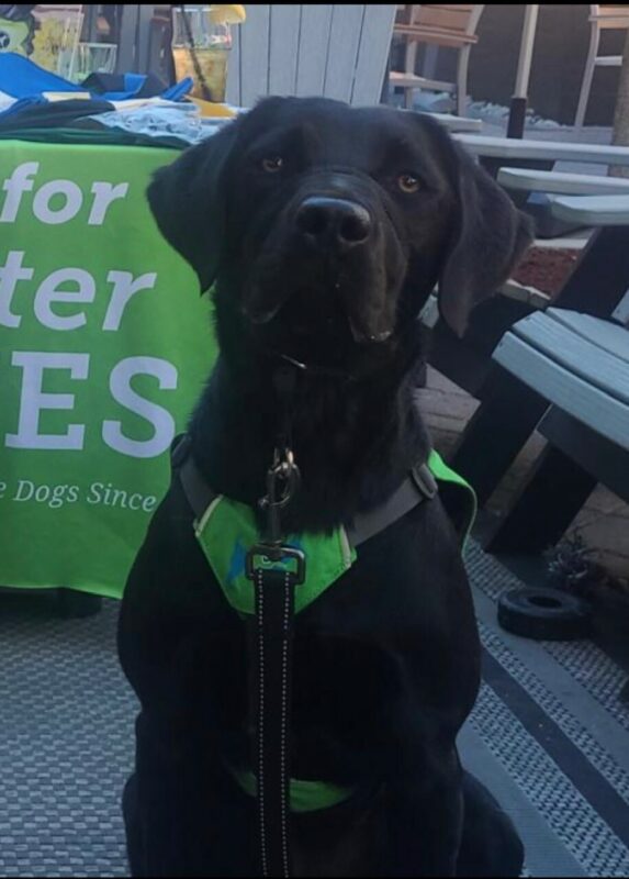 Black Lab halo, sitting, wearing a green vest.