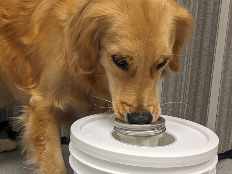 A close up of Hermione, a female Golden, with her nose on the scent jar looking intently at the trainer.