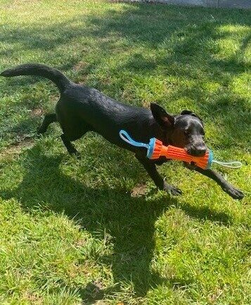 Honda, a black lab running in the grass with a blue and orange toy.  Her legs are extended, tail is wagging and ears are flapping.