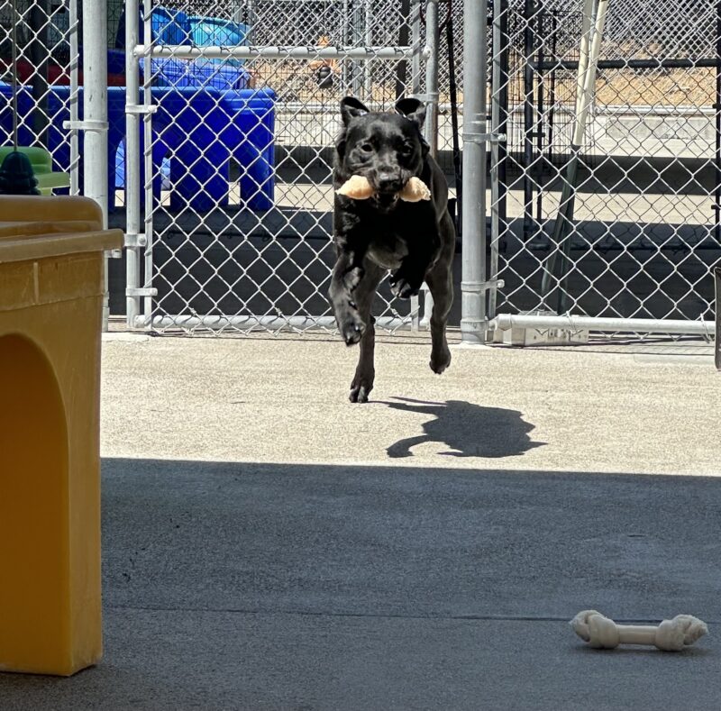 Female black lab, Wendy, captured flying through the air as she holds a bone in her mouth during playtime.