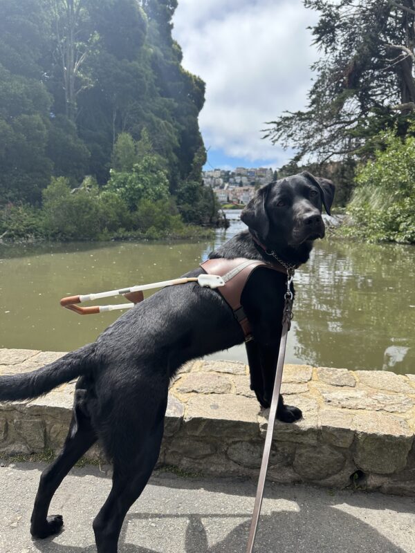 Female black lab, Wendy has her front two legs perched on a wall, looking over her right shoulder at the camera. The background is of a pond located in SF, with colorful houses off in the distance.