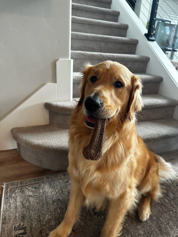 Brinker proudly displays his favorite bone while smiling at the camera. Behind him are carpeted stairs.