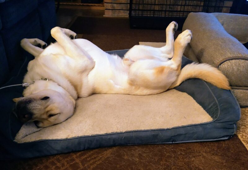Jack's sleeps while laying on a fluffy dog bed with his belly in the air in the ultimate leisure position