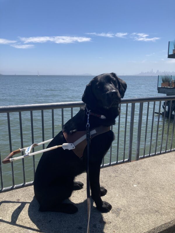 Windsong sits in harness in front of a fence in front of some water with a view behind her of the bay.