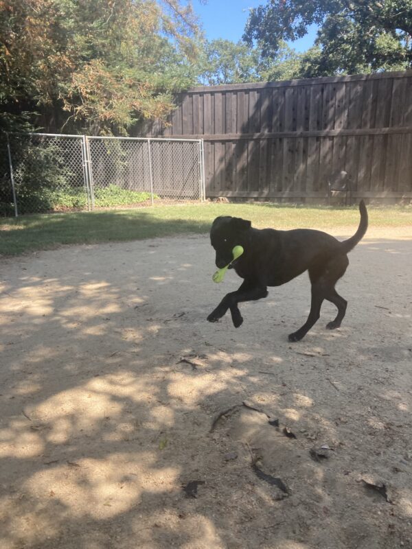Windsong plays with a green west paw bone toy in an enclosed grass play yard. Her tail is up and her front feet are in motion as she runs around during play.