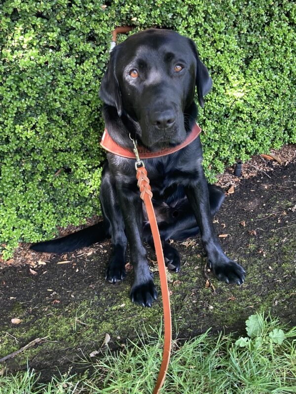 Bexley is pictured in harness, He is sitting facing the camera with a dark green hedge behind him and grass in front of him.