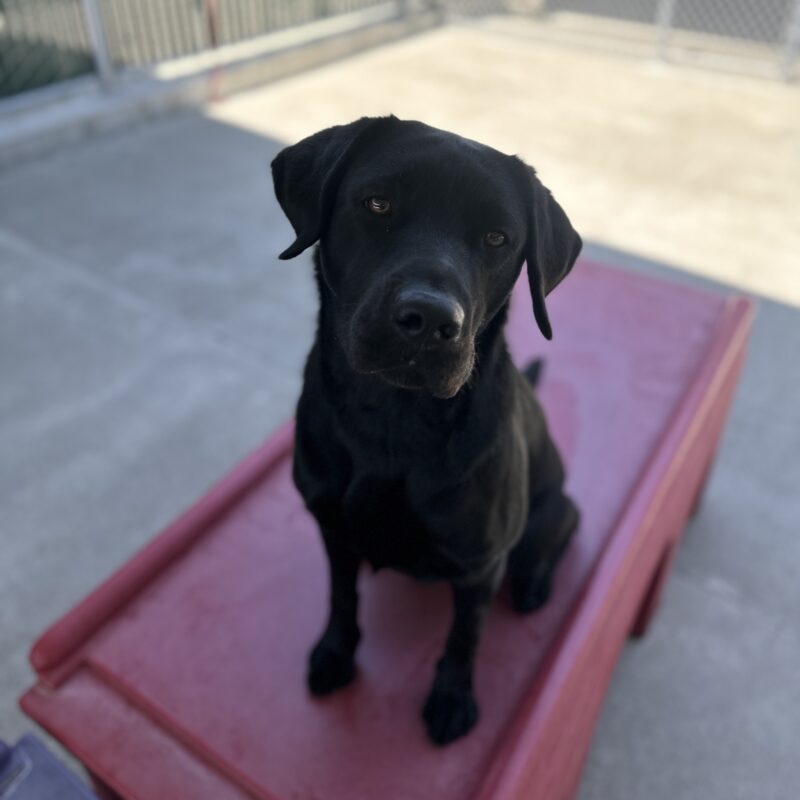 Delilah sitting on red play structure looking at the camera.