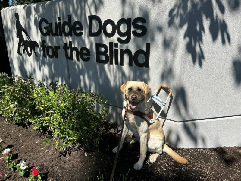 Male, yellow lab Veteran has a smily face as he sits in his harness by the new GDB sign on the Oregon campus. There is a variety of greenery and colorful flowers on the ground.
