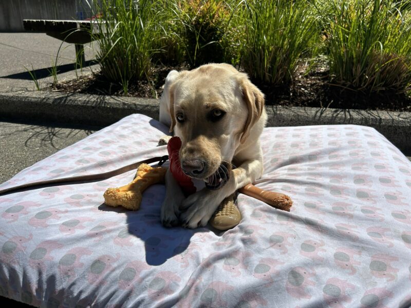 Male, yellow lab Veteran lounges on a large, plush dog bed with a pink elephant sheet on top. He has a selection of colorful Nylabones by his paws, though he has grasped and is chewing on a red bone shaped like a lobster. It is a sunny day outside and a variety of tall greenery pokes up behind him.