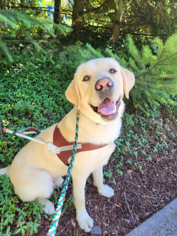Jack sits amongst some evergreen trees wearing his GDB harness and smiling up at the camera