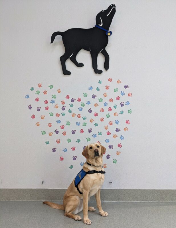 Yellow Lab Jackie is sitting in front of a heart shaped designed wall. She is wearing a blue NICST jacket.