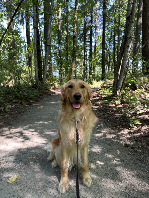 <p>Golden Retriever, Jigsaw, sits on a gravel trail amongst tall, green trees, fallen leaves, with blue sky and white clouds peeking through the trees. Jigsaw has a relaxed, open-mouth expression.</p>