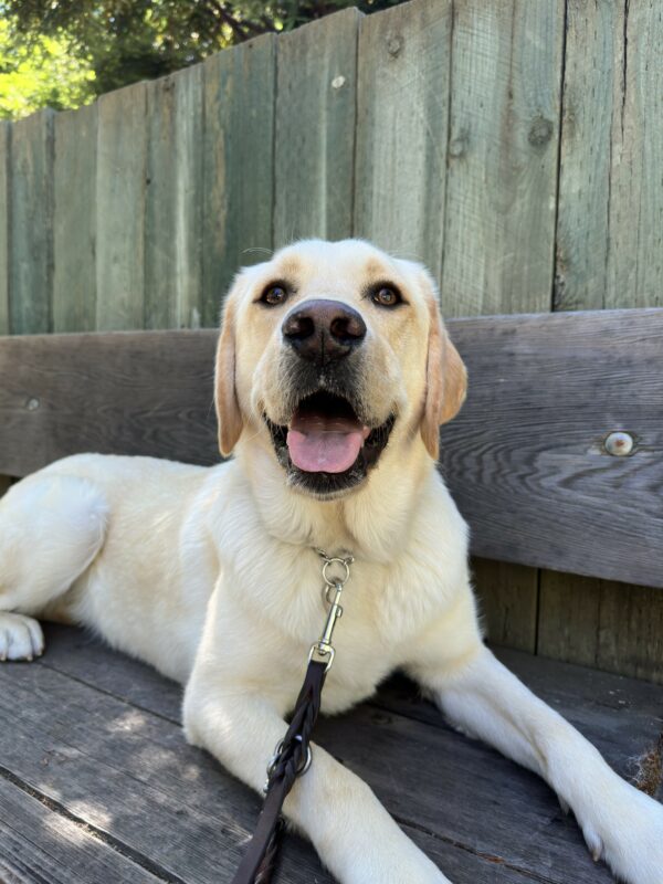 <p>Yellow Labrador Ken lies on a bench with a light green fence in the background. Ken looks relaxed, with a happy open-mouthed expression.</p>