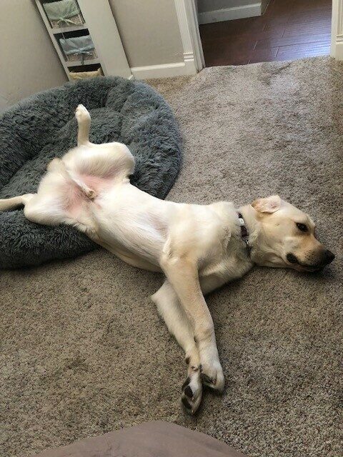 <p>Yellow Labrador Ken is spread out on his back and left side, his front body is on a brown fluffy carpet and his hind quarters rest in his dog bed. </p>