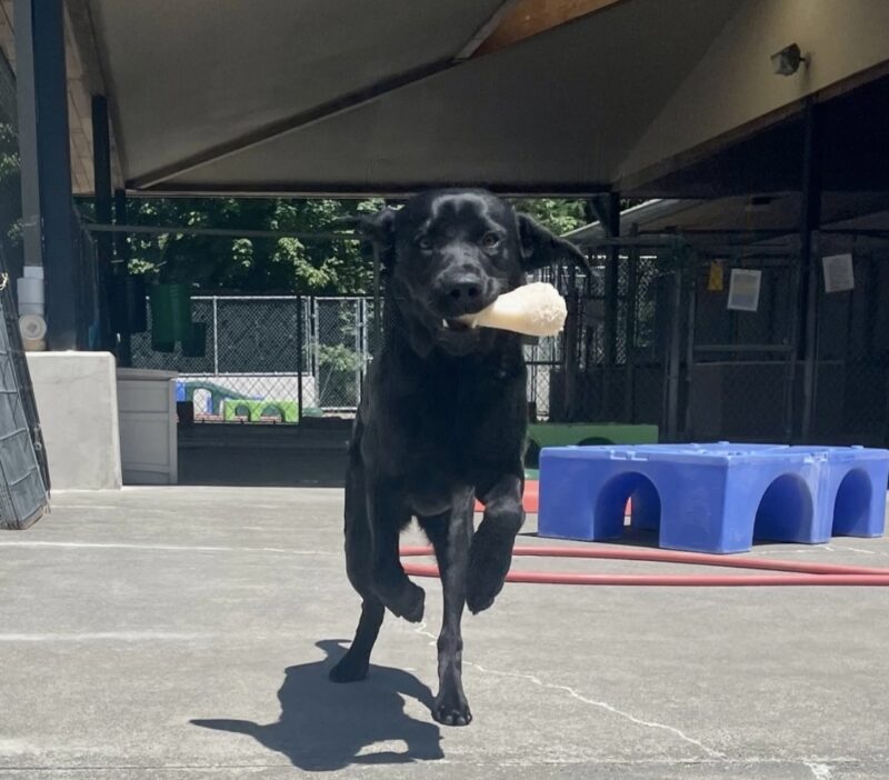 Black Lab Kestrel running toward the camera with a bone in her mouth.