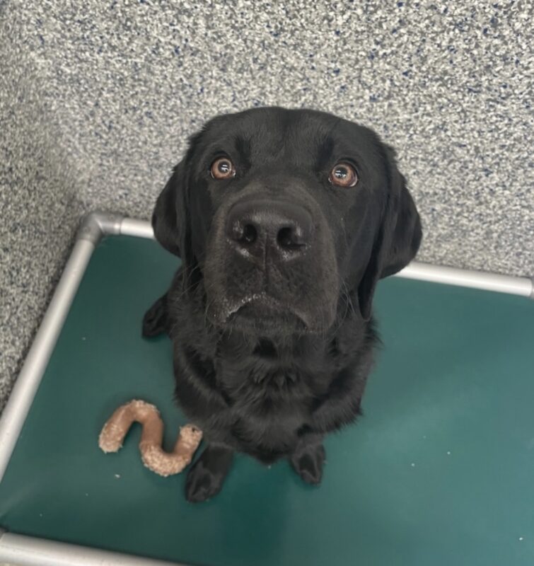 Black Lab Kestrel sitting on a bed looking up at the camera.
