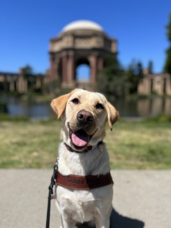 Kyra sits in harness with her head slightly tilted and her mouth open looking at the camera. Behind her is the Palace of Fine Arts in San Francisco on a bright sunny day.
