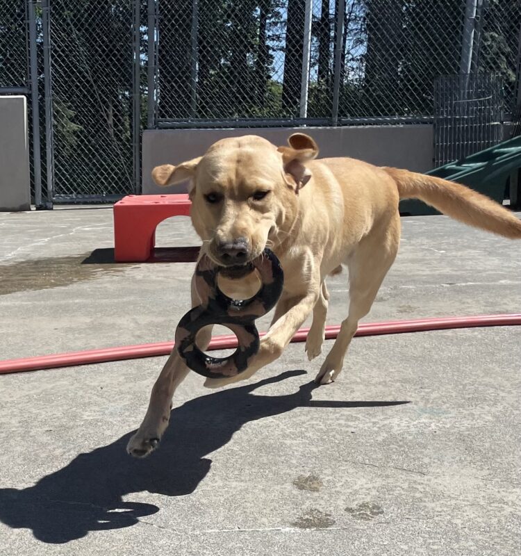 Longan leaps through the air in the community run area. He's holding a figure 8 tug ring in his mouth and his ear fly backwards as he runs.