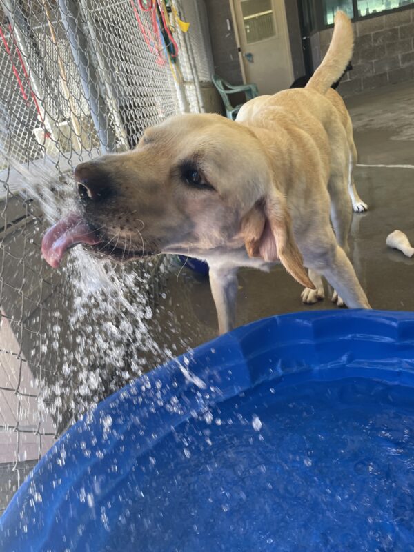 Mario, a yellow male lab, has his tongue out towards water that is filling a kiddie pool.