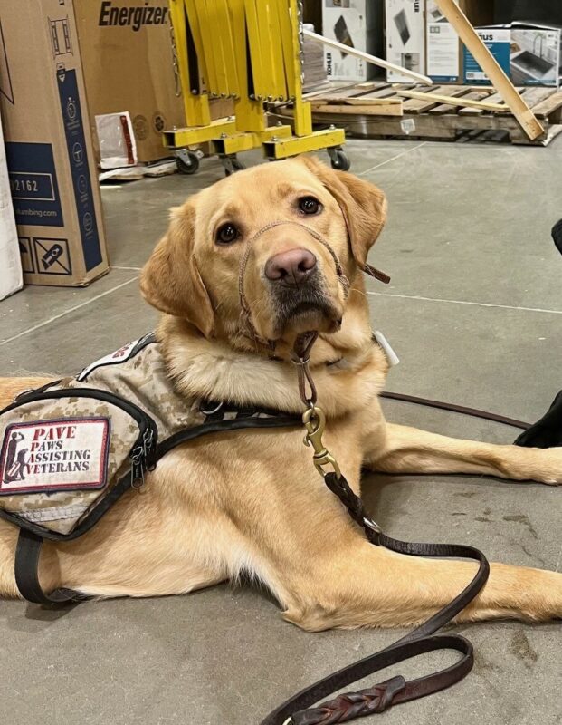Yellow Lab Meerkat laying on the floor of a home improvement store, wearing his PAVE service vest.