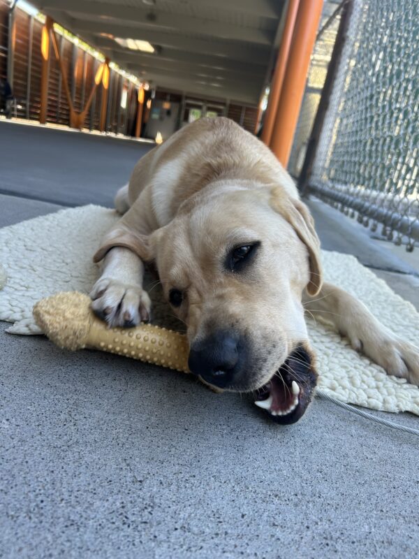 Melinda laying on a fleece pad while she chews on a nyla bone. Her ear is flopped over her front lag.