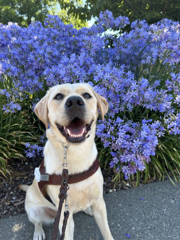 Melinda is smiling right at the camera, wearing her harness with beautiful blue flowers behind her.