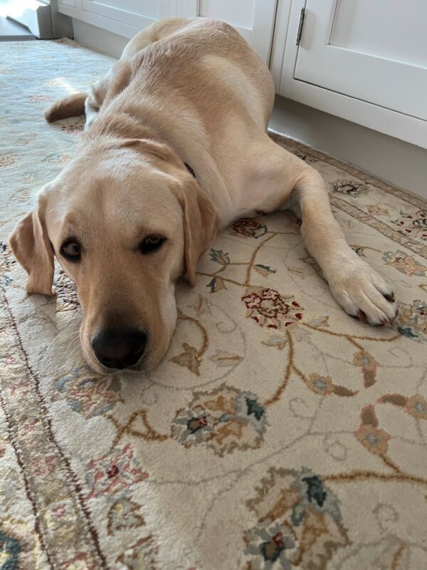 <p>Yellow Labrador Moss lies on an rug with subtle earth tone colors of cream, blue, yellow, burgundy and brown. </p>