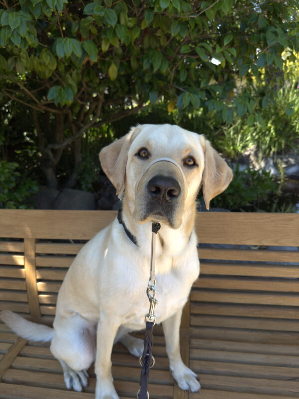 Yellow Labrador Moss sits on a wooden bench in front of a green tree. He has his gentle leader on and is looking directly at the camera.