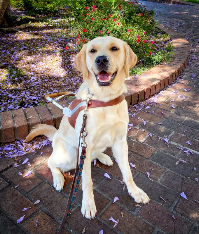 A smiling yellow Lab/Golden Cross, Mystique, sits in harness on a brick pathway sprinkled with purple flower petals.