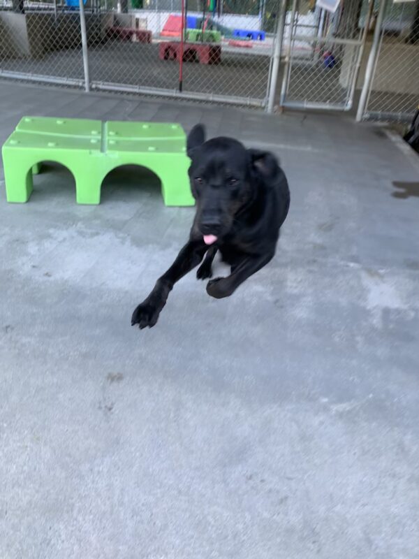 Male brindle lab, Narwhal, is doing a running leap towards the camera with his tongue sticking out. His ears are flying backwards.