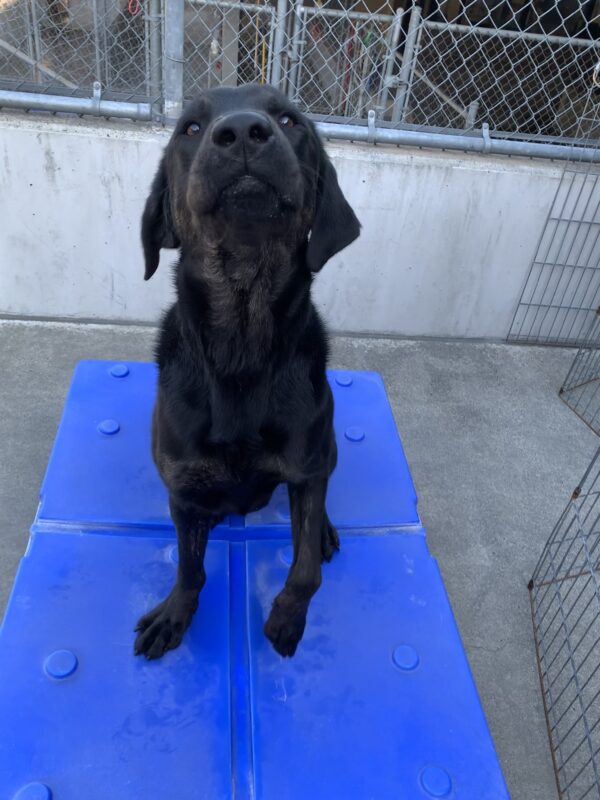 Male brindle lab, Narwhal, sits on a blue play structure looking at the camera. His cheeks are slightly puffed and his ears are pulled back, waiting expectantly for a snack.