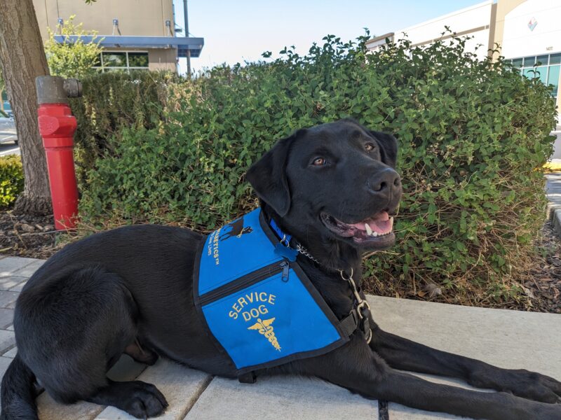 Navigator, black Lab male, lying down in his blue NICST service jacket in front of bushes.