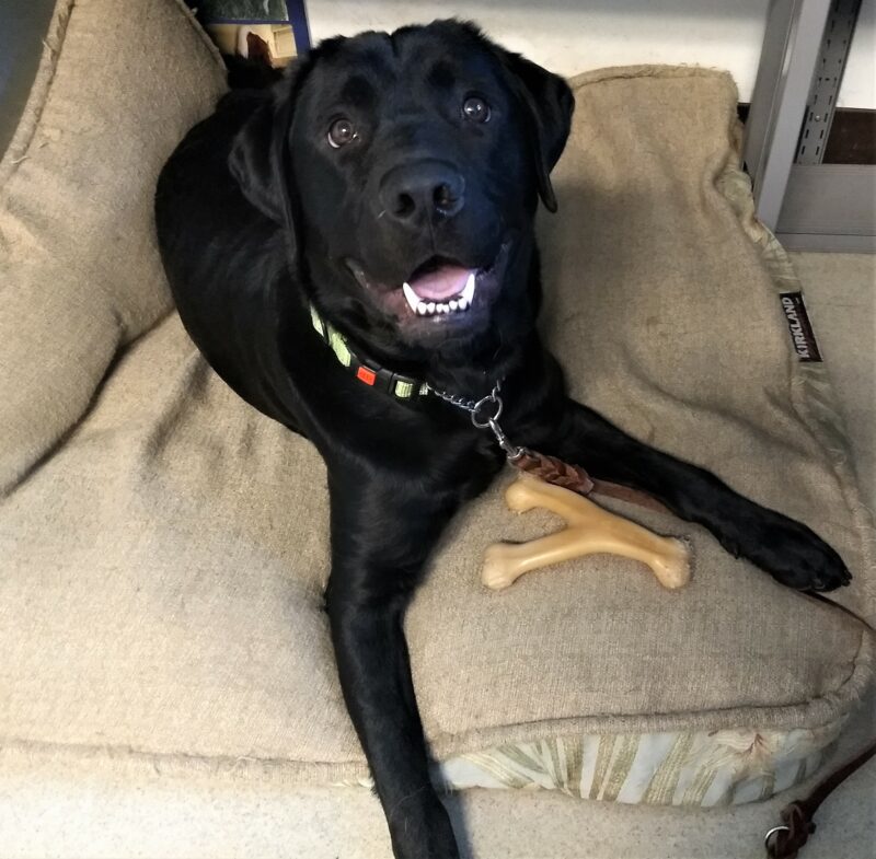 Black Lab Newton staring at the camera while laying on a dog bed in an office.