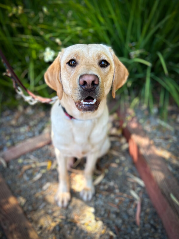Yellow Lab, Nikita sits smiling on a shady gravel path in front of bright green plants.