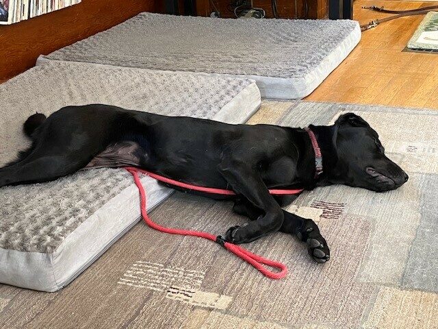 Black Lab Noella laying with half of her body on a dog bed, the other half on the floor.
