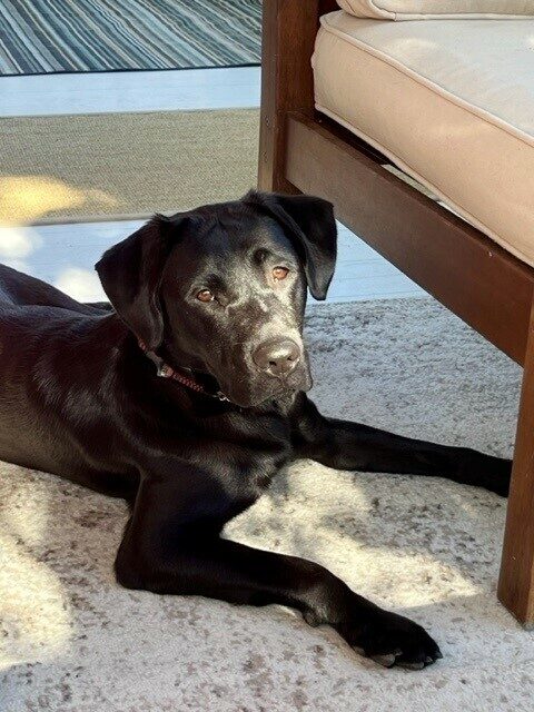 Black Lab Noella laying on a carpeted floor with sunbeams shining down on her face.