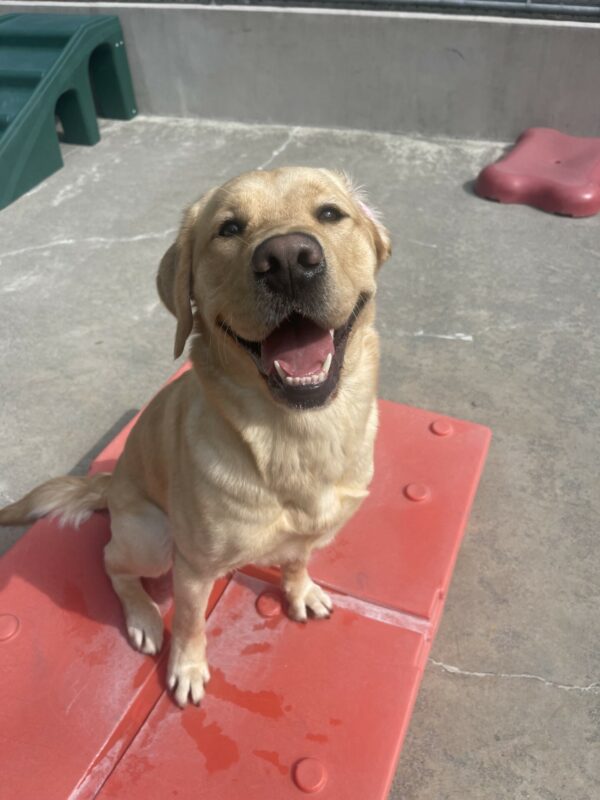 Nonie, a yellow Labrador golden retriever cross sits on an orange play structure in community run. She has a great big smile on her face and one of her ears is flopped open.