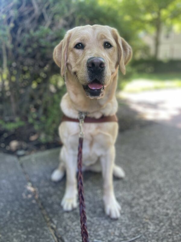 Nonie, a yellow Labrador golden retriever cross sits in harness on a cement sidewalk. She is surrounded by green bushes and foliage and has soft smile on with her tongue out.